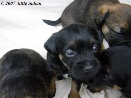 baby border terriers